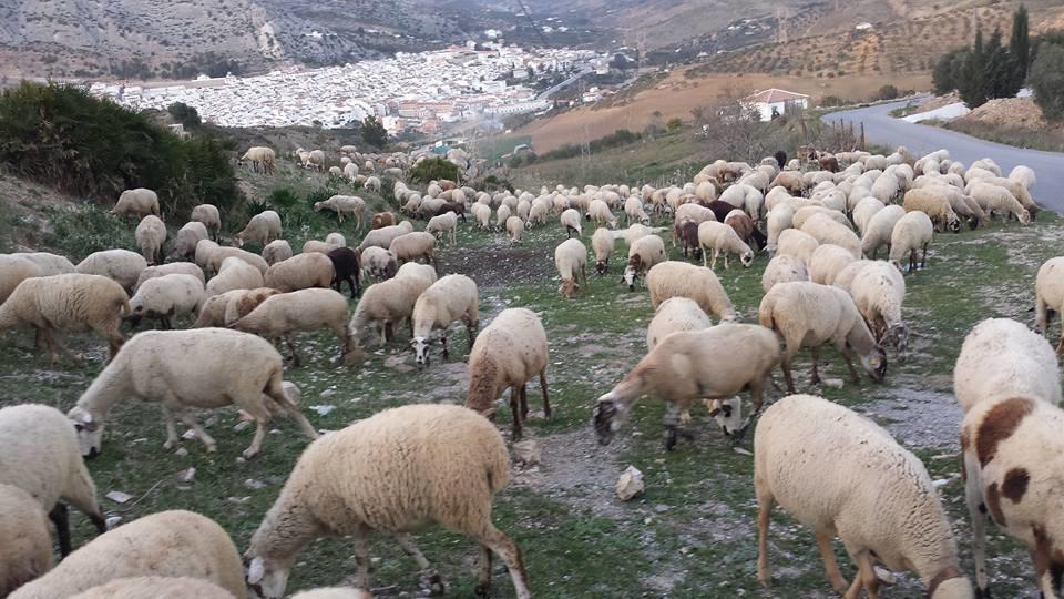 Hostal Vista A La Sierra Valle de Abdalagís Екстериор снимка